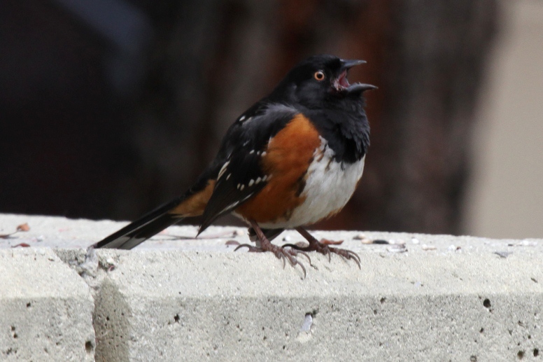 towhee